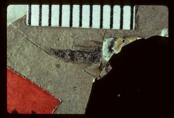 Media type: image;   Entomology PALE-1547 Aspect: full
